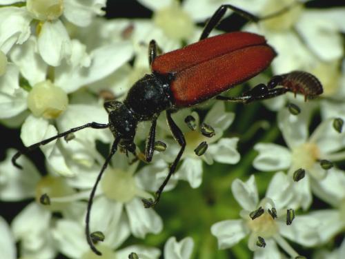Dendrochernes cyrneus