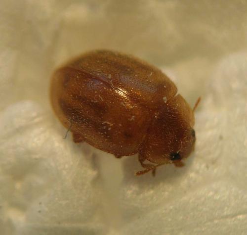 Rhyzobius chrysomeloides