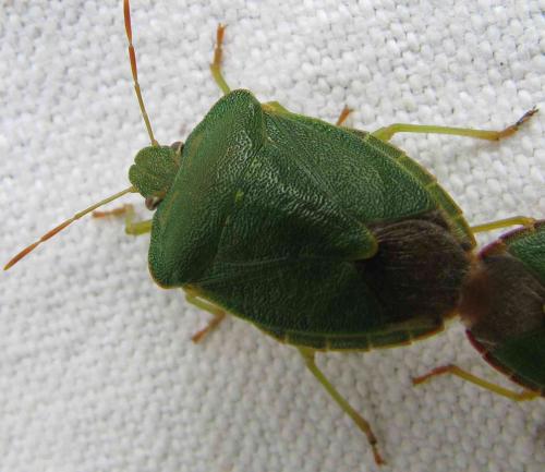 Palomena prasina