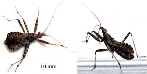 Réf. 60 405 : Himacerus apterus