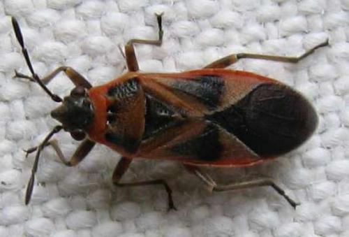 Réf. 60 782 : Arocatus roeselii