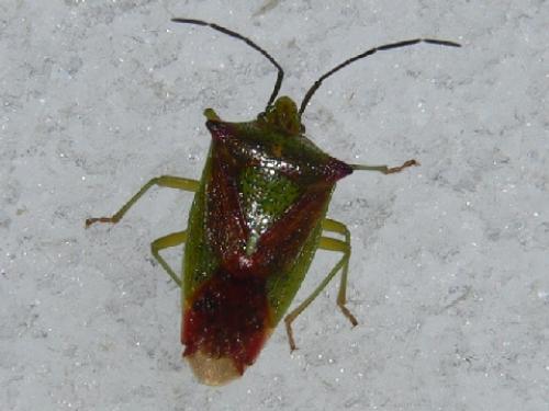 Acanthosoma haemorrhoidale haemorrhoidale
