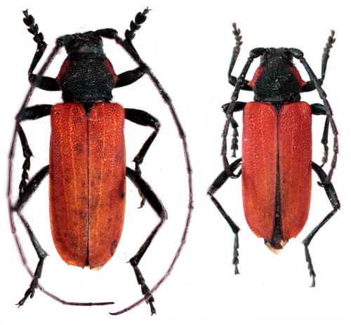 Réf. 60 626 : Purpuricenus kaehleri
