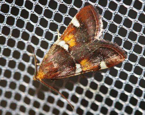 Réf. 60 614 : Pyralis regalis