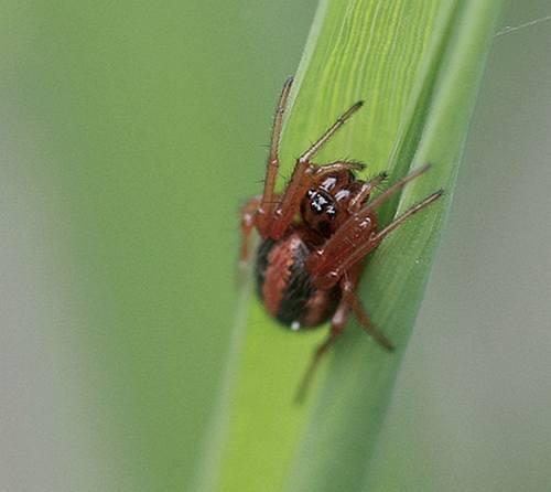 Réf. 60 465 : Hypsosinga sp.