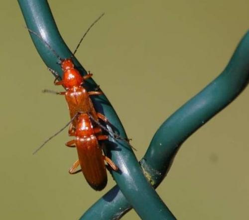 Rhagonycha fulva
