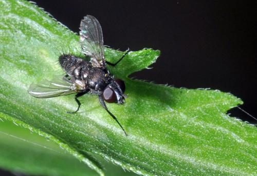 Rhinophora lepida