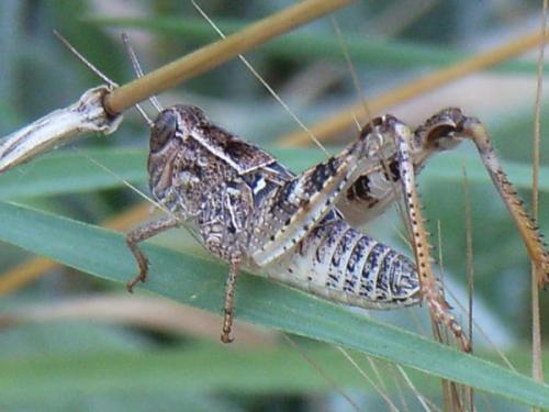 Calliptamus sp.