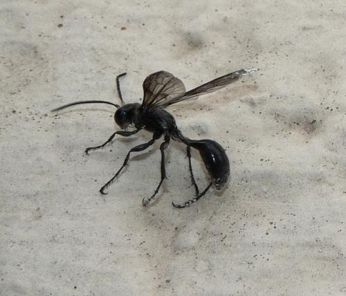 Isodontia mexicana