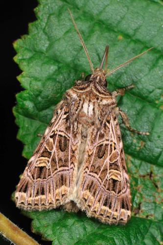 Sideridis reticulata