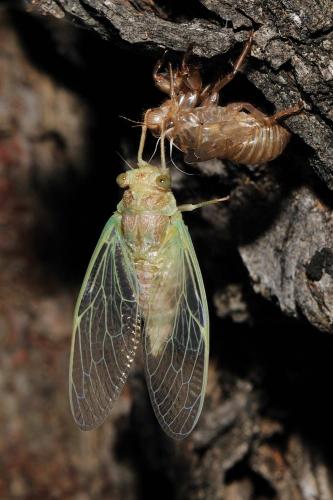 Réf. 60 487 : Cicada orni