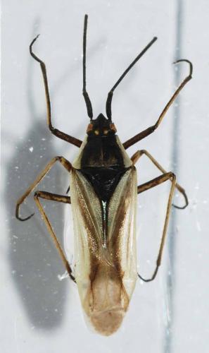 Acetropis carinata