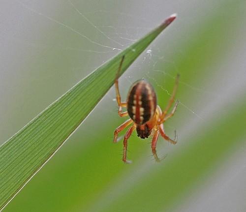 Réf. 60 466 : Hypsosinga sp.