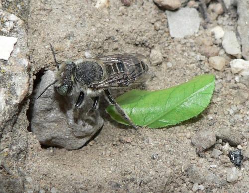 Megachile sp.