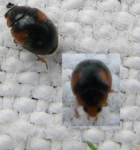 Réf. 60 583 : Scymnus interruptus