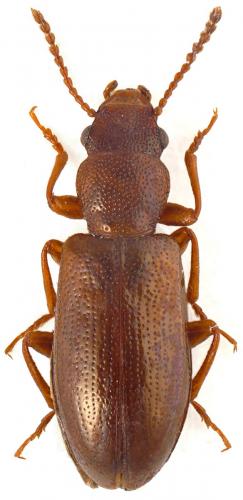 Sphaeriestes castaneus