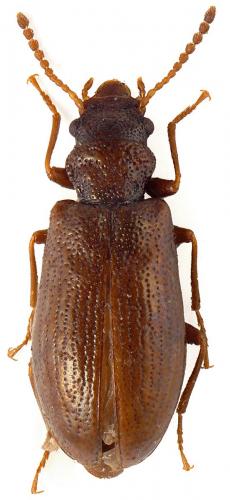 Réf. 60 494 : Rabocerus foveolatus