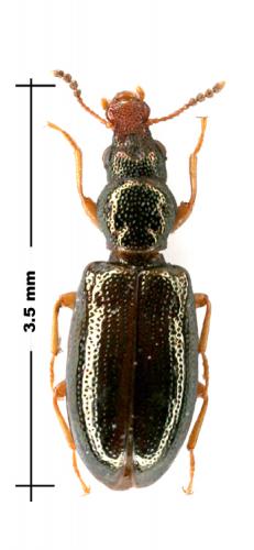 Salpingus planirostris
