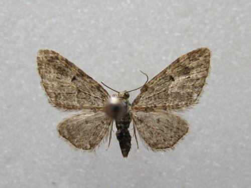Eupithecia sp.