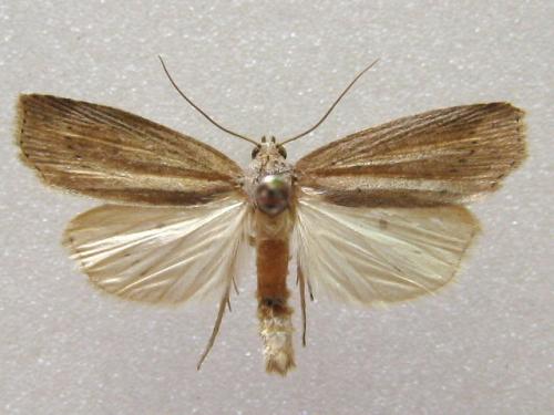 Chilodes maritima