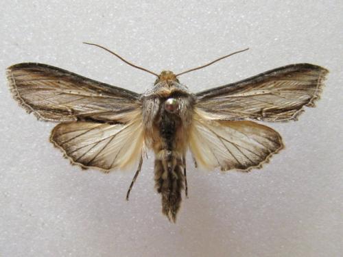 Cucullia sp.