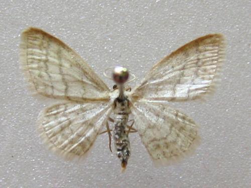 Idaea subsericeata