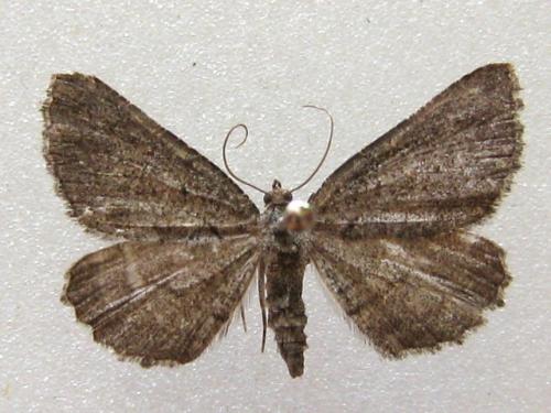 Rhoptria asperaria