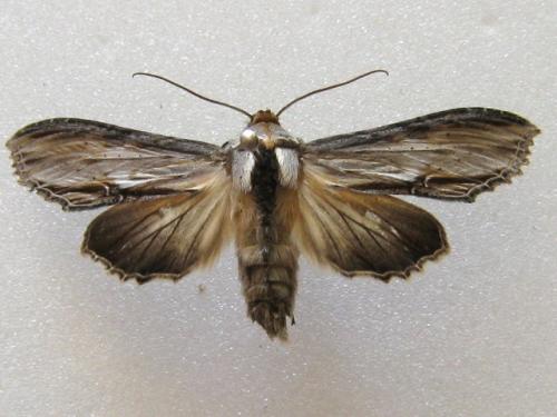 Cucullia sp.