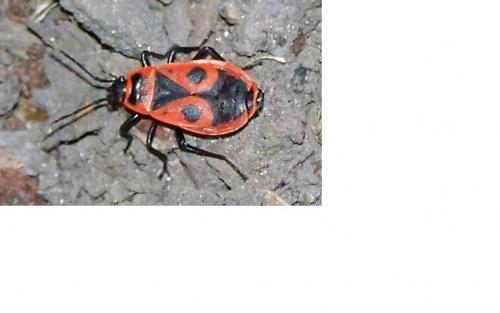 Pyrrhocoris apterus