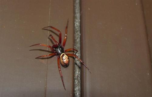 Réf. 60 872 : Steatoda nobilis