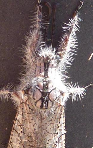 Acanthaclisis occitanica