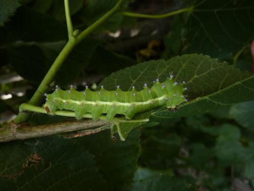 Saturnia pyri