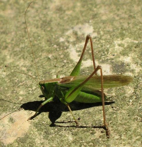 Bicolorana bicolor