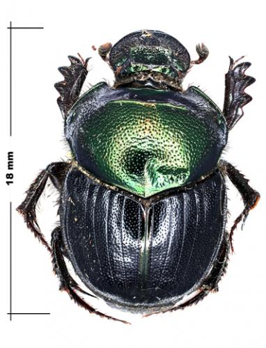 Diastellopalpus tridens scotias