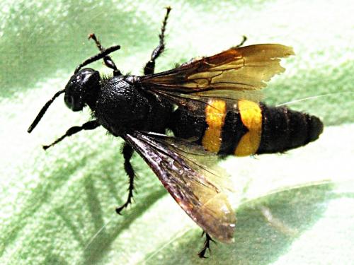 Scolia hirta