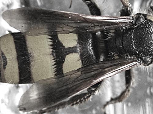 Colpa sexmaculata