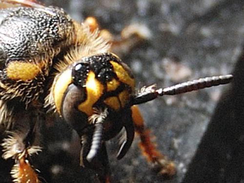 Colpa sexmaculata