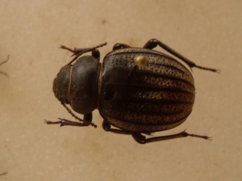 Pimelia senegalensis