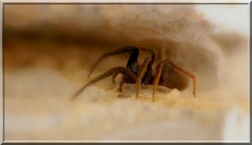 Segestria florentina