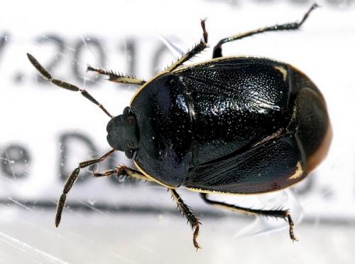 Sehirus cinctus