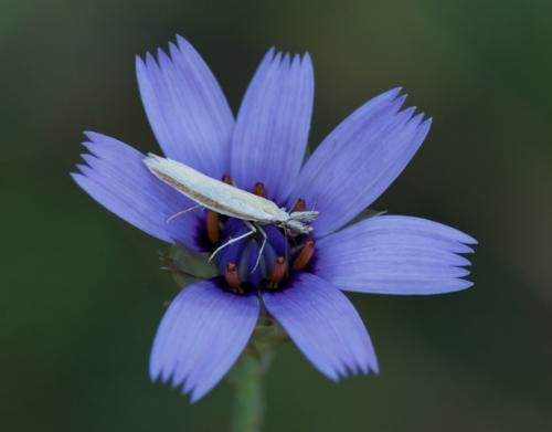 Pleurota aristella