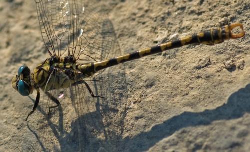 Réf. 60 966 : Onychogomphus forcipatus