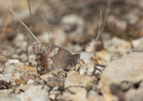 Hipparchia statilinus