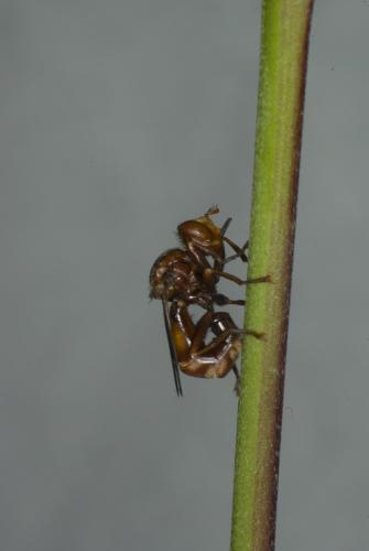 Sicus ferrugineus