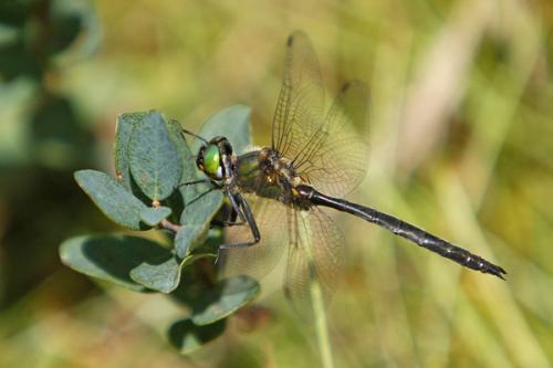 Réf. 60 986 : Somatochlora arctica