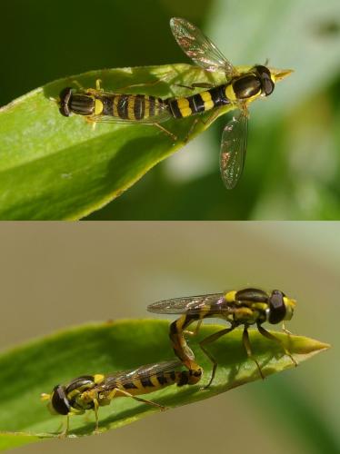 Sphaerophoria scripta