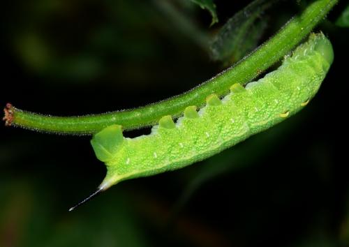 Deilephila elpenor