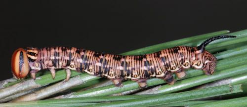 Réf. 60 355 : Sphinx pinastri