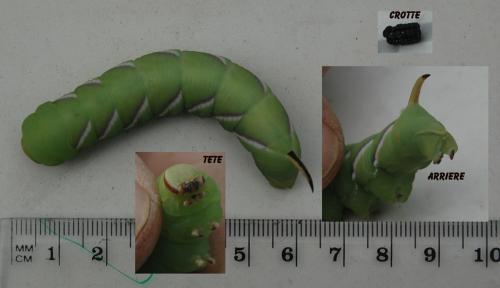 Sphinx ligustri