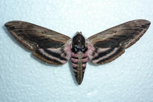 Réf. 60 919 : Sphinx ligustri